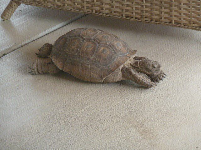 Share your desert tortoise photos